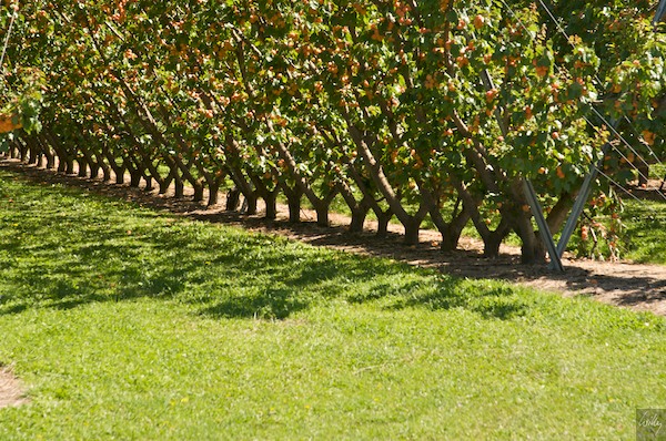 New Zealand 09 10  175